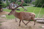 zoo